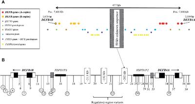 Human β-Defensin 2 Mutations Are Associated With Asthma and Atopy in Children and Its Application Prevents Atopic Asthma in a Mouse Model